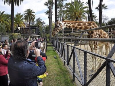 Visitantes fotografiando a las jirafas del Conservación de la Biodiversidad Zoobotánico de Jerez de la Frontera